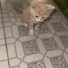 قط للتبني