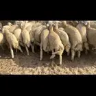 طليان حريه ورخال ذبايح مراح واحد