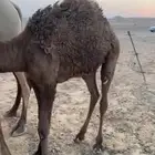 قعود للبيع