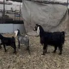 معزا