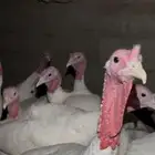 للبيع رومي فرنسي ابيض هجين نعام ذكور العدد18 العمر8شهور