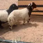 طليان من اعمار خمس شهور الى سته
