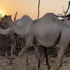 بسم الله الرحمن نعرض لكم جمال مربا فل