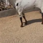 تيس هندي رباع