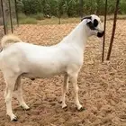 تيس بيشي اكحل صنف الصنف