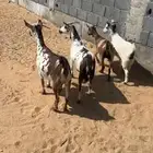 معزا جنوبيات دفيع