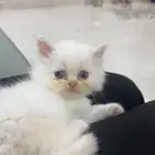 قطه تبني هيا وابنها