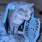 قط انثى برتش 5 شهور