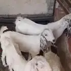 تيوس