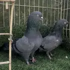 حمام باكستاني هارا
