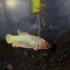 اناثي سمك فايتر