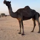 ناقه للبيع