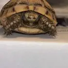 سلحفه مريضه عاجل