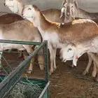 شياه درمانيات