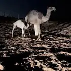 للبيع المجهم الطيبه