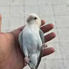 طير روز