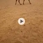 اللقحه الكفوو الشعلا