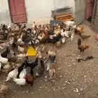 دجاج بلدي نضيف