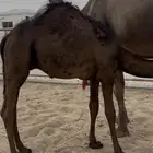 خلفه مجهم