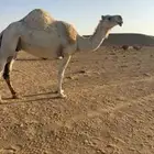 ناقه معشر بثانيها لها شهر فالعشار