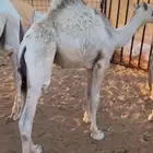 حوار قصب لباني