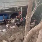 دجاج للبيع جمله