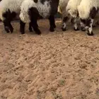 بهم نعيم ( تم البيع )