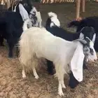 معزا طيبات