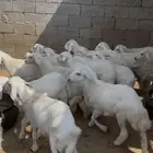 طليان ورخال الموقع محافظة ينبع