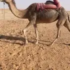 رحول ابل حمرا طيبه تم البيع