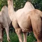 قعود بعير جمل اركي فاخر