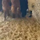 ذبايح عرب