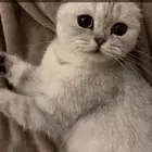 قطة للتزاوج ابا سكوتش ستريت