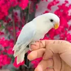 روز اليف البيع مستعجل والسعر مناسب جدا