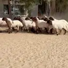 جذعات نعيم صنف