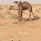 للبيع قعودين فاخرات