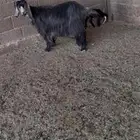 معزا مواليد5 تامات وحده ثنيه 6تحتها 13