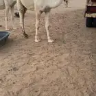للبيع المفرود الرماني الكفووو جده بعير بن قريع الدوسري