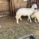 البيع طلي حري عمره 5شهور ظهره مغلق وطرفه طيب وسليم من المرض