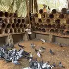 حمام زاجل