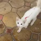 قط للتبني جميل شيرازي