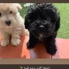 كلاب مالتيبو يجننو ذكر وانثى