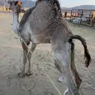 قعدان مبادي كفو بلديات