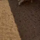 نعيم