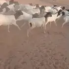 برابر جذعان رخال رفيد رخال مراح واحد