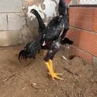 شامو الماني