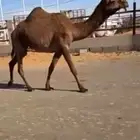 ضريبه وبكره