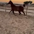 فرس شعبية لقاح 5 شهور