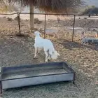 مشروع فحل كفو