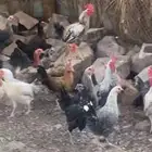 دجاج بلدي